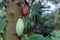 Cocoa beans on Malvacea Theobroma Cacao tree plant used for production of chocolate