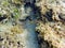 Cocoa Damselfish swimming along the rock and coral reef