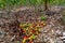 Cocoa farm, harvest time, Fresh cocoa, cocoa fruits