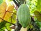 Cocoa farm in Southern Bahia Brazil. Green fruit on the cocoa tree