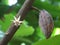 Cocoa flower and fruit, Sri Lanka