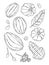 Cocoa fruit doodle vector illustration set