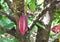 Cocoa fruit growing on the tree