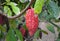 Cocoa fruit growing on the tree