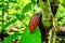Cocoa fruit on tree