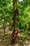 Cocoa fruit in the tree in Madagascar