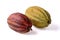 Cocoa fruits