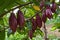 Cocoa fruits growing in the farm in Costa Rica