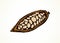 Cocoa Fruits. Vector drawing