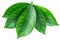 Cocoa leaves on a white background. Clipping path
