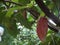 Cocoa pod growing on the tree