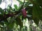 Cocoa pod growing on the tree