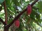 Cocoa pod growing on the tree