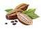 Cocoa pods, cocoa beans and leaves