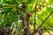 Cocoa pods fruit on tree in Agriculture and over sunlight