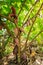 Cocoa pods fruit on tree in Agriculture and over sunlight