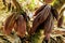 Cocoa pods fruit on tree in Agriculture and over sunlight