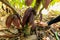 Cocoa pods fruit on tree in Agriculture and over sunlight