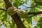 Cocoa pods growing in Saint Lucia for chocolate