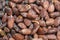 Cocoa seed sprouting background