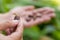 Cocoa seed sprouting in hand background