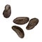 Cocoa seeds hand drawn watercolor clip art