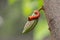 cocoa stem borer. Diseases and pests affecting cocoa plants. Selective focus