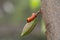 cocoa stem borer. Diseases and pests affecting cocoa plants. Selective focus