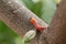 cocoa stem borer. Diseases and pests affecting cocoa plants. Selective focus