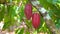 Cocoa tree with beautiful dark red pods, fresh, organic and healthy cocoa fruit in 4k