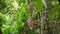 Cocoa tree with fruit, Bali Indonesia.