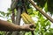 The cocoa tree with fruits. Yellow and green Cocoa pods grow on the tree
