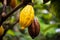 Cocoa tree with ripe fruits closeup, chocolate, ai generated