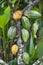 Cocoa tree Theobroma cacao with fruits