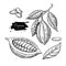 Cocoa vector superfood drawing set. Isolated hand drawn