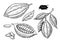 Cocoa vector superfood drawing set.Organic healthy food sketch.