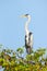 Cocoi heron, Ardea cocoi, bird with blue sky, Pantanal, Brazil. Bird in beautiful morning sun. Sunset nature lake. Wildlife Brazil