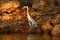 Cocoi heron, Ardea cocoi, bird with evening sun, Pantanal, Brazil. Bird in beautiful morning sun. Sunset nature lake. Wildlife Bra