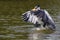 Cocoi heron catching a Pirhana in flight over river surface, Pantanal Wetlands, Mato Grosso, Brazil