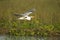 Cocoi heron flying over river