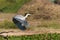 cocoi heron flying and searching for food in the wetlands of the North Pantanal