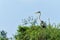 cocoi heron flying and searching for food in the wetlands of the North Pantanal