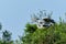 cocoi heron flying and searching for food in the wetlands of the North Pantanal