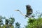 cocoi heron flying and searching for food in the wetlands of the North Pantanal