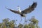 Cocoi Heron landing on top of a tree