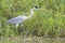 Cocoi Heron on muddy riverbank