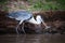 Cocoi heron picking up fish with beak