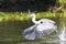 Cocoi heron with prey in beak in flight over a river, Pantanal Wetlands, Mato Grosso, Brazil