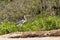 Cocoi Heron Standing along Riverbank