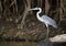 Cocoi heron standing on a fallen tree